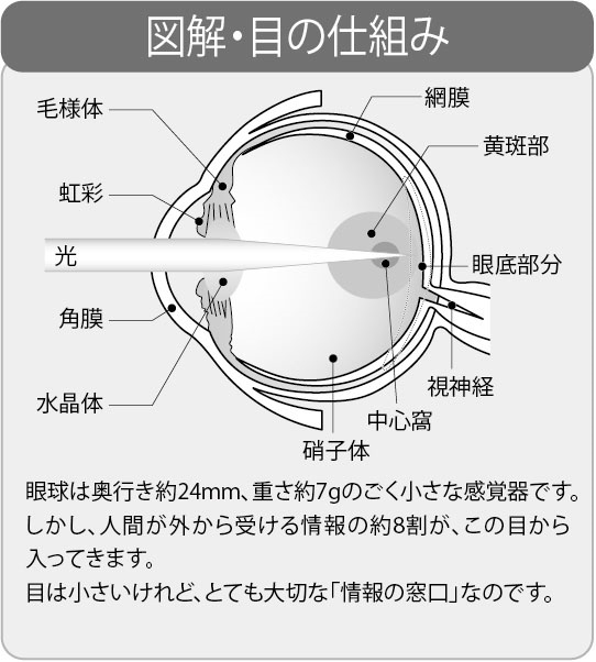 図解・目の仕組み