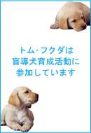 トム・フクダは盲導犬育成活動に参加しています。